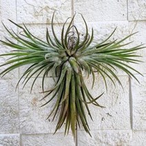 틸란드시아 이오난사 3개합목 키우기 쉬운