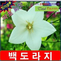 씨앗 꽃씨 약초씨앗백도라지 분말 야생화 희귀씨앗, 상세페이지 참조, 상세페이지 참조, 상세페이지 참조