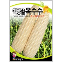 백광찰옥수수 150립 찰옥수수 텃밭 키우기 종자 씨앗+서비스씨앗증정