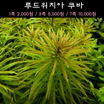 [수초아쿠아] 루드위지아 쿠바 초보수초 인기수초 구피 새우 은신처 어항수초 수초맛집 득템수초, 7촉