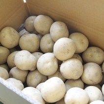 감자10KG 못난이감자 햇감자 분감자, 햇 두백감자 소 3kg