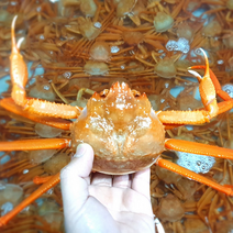 [혜성수산] 후포리 프리미엄 홍게 2kg(6~7미) 2인분 후포리 프리미엄 홍게 3kg(9~11미) 3인분 활어/자숙 산지직송 가성비 수율 80% 대게 홍게 대박 맛집, 후포리 프리미엄 홍게 2kg(6~7미) 자숙/찜, 1박스