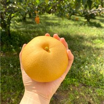 <루시.앤> 나주 수확 가정용 신고배 5/7.5kg / 성장촉진제 미사용 유기농 자연농법 초생재배법으로 재배하여 안심하고 드실 수 있습니다^^, 5kg / 9-10과” class=”wr-img”></a></div></p></div></p></div></p></div><div class=
