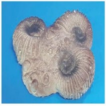 암모나이트 화석모형/5225