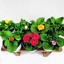 꽃나무팜 장미앵초 소품 프리뮬라 프리뮬러 앵초 실내화초 향기식물 색상랜덤 한개금액입니다