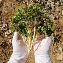 [냉이캐는농부]서산 황토 노지 세척 냉이 500g 1kg, 1개