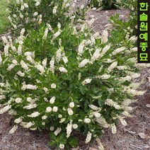 휴밍버드 네덜란드 매화오리나무, 01. 15cm 포트