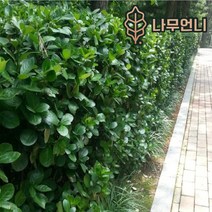사철나무 황금사철 상록수 정원수 조경수 나무언니, 사철나무 키100cm(10개세트)