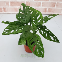 도희씨네 정원>>북유럽풍 찢잎투성이 오블리쿠아 소형 060″ class=”wr-img”></a></div>
</div>
</div>
</div>
<div class=