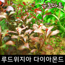 [수초마트] 루드위지아 다이아몬드, [득템할인] 5줄기