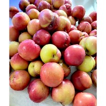 새콤달콤 왕 큰 햇자두 대석 자두 2KG, 대석자두 상 2kg, 1개