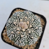 [메카다육]43-0719 선인장 슈퍼투구(V투구) 국내실생 다육식물, 1개