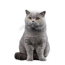 차량용 냉장고 미니 냉온장고 캠핑용 온장고 3Ratels CM29 사랑스러운 고양이 페르시아 Birman Bombay 영국, 11 CM29-11_01 15cm(5.9 inch)