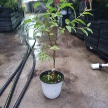 꽃백화점 레몬유칼립투스 중품 공기정화식물 반려식물 40~60cm 99, 1개