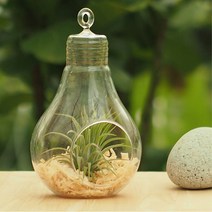 잎새몰 공기정화식물 행잉플랜트 에어플랜트 틸란드시아 이오난사 세트 모음, 행잉전구12+틸란+편백