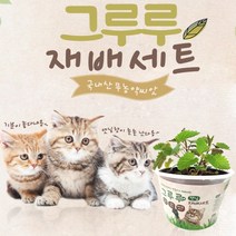 고양이 먹는풀 캣닢키우기 씨앗 캣그라스화분 세트, 캣닢