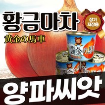 양파 씨앗 종자 장기 저장용 양파 병에강한 다수확 품종 황금마차 100g(2022년포장)