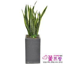 공기정화식물 개업화분 축하화분 화분배달 스투키 행운목 금전수 전국당일배송, A06 산세베리아, 1개