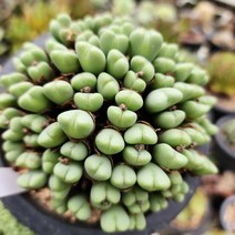 [해뜰다육] 축전9-21 다육식물 선인장, 1개