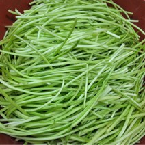 푸디앤 비진도 아삭한 껍질 깐 고구마순 500g 해풍맞고 자란 슈퍼푸드 고구마순, 1개