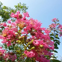 백일홍/성목R2CM(개화주)묘목/b0943