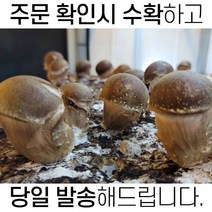 [주문 당일 수확해서 당일 발송] 국내산 참송이버섯, 1kg