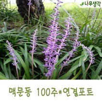 착한가격 나무생각 맥문동 100구*연결포트
