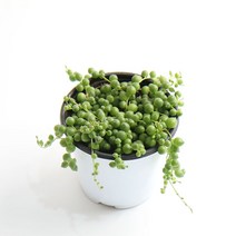 갑조네 콩란 녹영 방울선인장 콩선인장