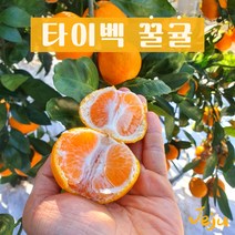 [다민이네]제주 타이벡 꿀귤 3kg/5kg/(실중량 2.5kg/4.5kg), 1개, 3kg(대과L-2L 쥬스용)