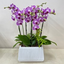 루아데코 서울경기---농장직영배송 **퀵무료배송**발령인사꽃리본 생신화분문구 취임축하문구, 1.화이트, 1개