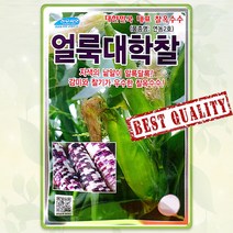 얼룩 대학찰 옥수수 씨앗 80립 연농2호 찰옥수수 종자 씨 봄 여름 가을 옥수수씨 NW