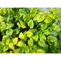 피커스푸밀라 원종 그린써니 덩굴식물 비바리움식물 테라리움, 40cm