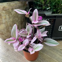 더라라플랜트 삼색달개비 달개비 10CM 플라스틱분