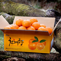 [흑토농원] 산지직송 제주 천혜향 가정용 3kg 5kg 10kg / 천혜향 레드향 한라봉, 3kg 혼합과, 못난이 천혜향