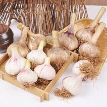 충남 서산 전병호님의 난지형 햇 통마늘 3kg (특대), 단품
