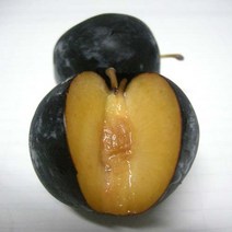 흑자두(바이오체리) R4cm(분)결실주나무D73