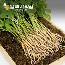 웰라 새싹삼 대(25cm 이상), 70뿌리(금보자기 선물포장)