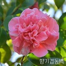 동백나무 입고 금강원예종묘, 3.향기겹동백