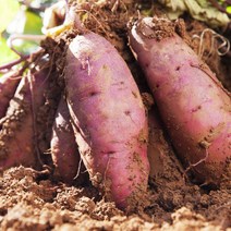 [산지직송상품][무료배송] 더맑음 충남 당진 꿀 하루까 밤고구마&호박고구마 5kg, 세척 하루까고구마 5kg 특사이즈, 세척 호박고구마 5kg 특사이즈