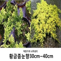 착한가격 나무생각 황금좀눈향 30cm~40cm