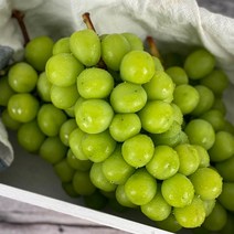 씨없고 당도 좋은 샤인머스켓 망고포도 4kg 2kg 가정용 특상품 빛고을장터, 1Box, 샤인머스켓 2kg 특상품 (3수)