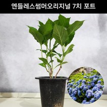 수국 엔들레스썸머오리지널 7치화분 정원수국 파랑수국 분홍수국 묘목 화분