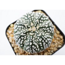 [슈퍼투구 가부토-0508] 홈가드닝 코노피튬 관엽 분재 선인장 키우기쉬운 아프리카 다육이 공기정화식물 특이한 귀여운 예쁜 희귀한 키우기쉬운 인테리어 생일 승진 개업선물