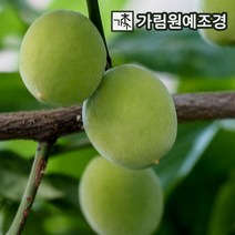 매실나무 슈퍼왕매실 청매실 가림원예조경, 슈퍼왕매실 R3cm 결실주 분묘, 1개