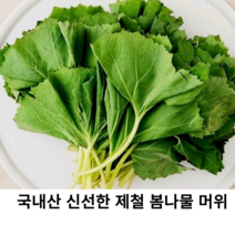 국내산 신선한 머위나물 2kg 머위순 제철 봄나물 국산 당일수확 산지직송 햇 머위 싱싱한 최상급 생머위 착한가격