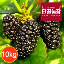 [단골농장] 내장산 토종 오디 생과 정품 10kg (급냉), 1개