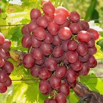 포도나무 묘목 붉은샤인머스켓 홍주씨들리스 삽목1년생 뿌리 특묘 5개