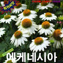 (희귀씨앗) 에키네시아 흰색 10립, 1개