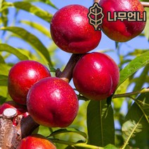 복숭아나무 황도 백도 신비복숭아 월천백도 중생황도 나무언니, (천도+백도)신비복숭아 R2~3cm 결실주
