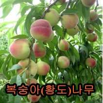 복숭아 나무 (황도)접목1년특묘 나무 묘목 과일나무